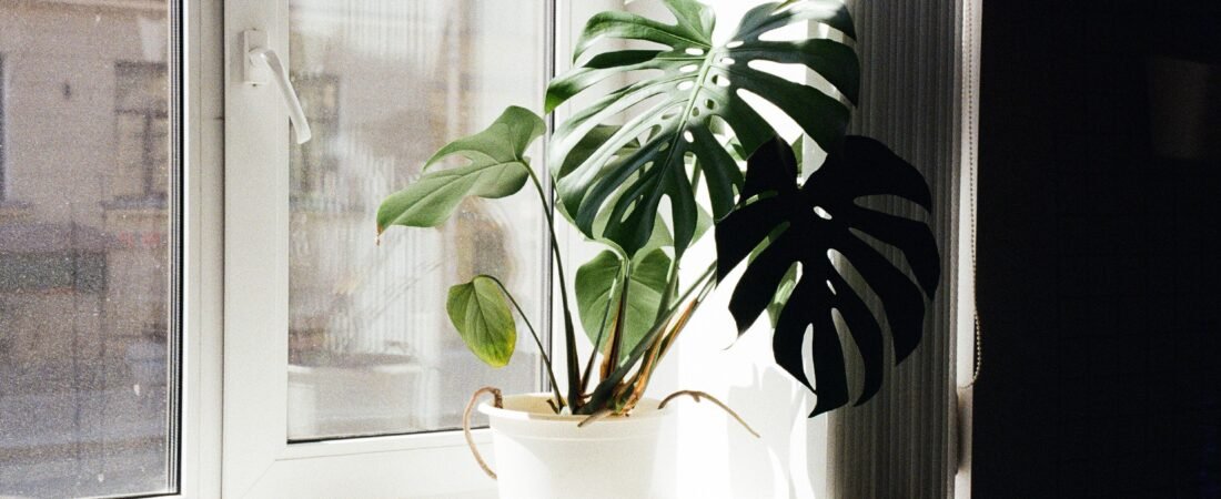 Biophilic Living Spaces