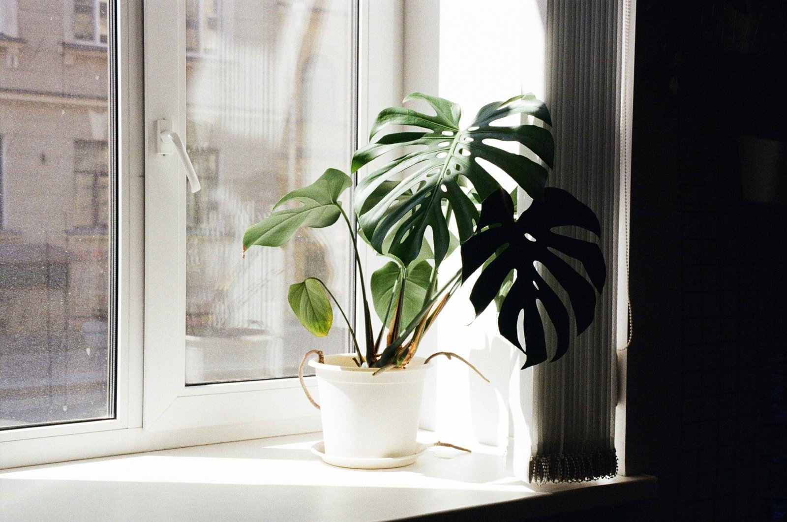 Biophilic Living Spaces